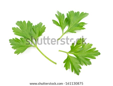 Branch of fresh parsley 