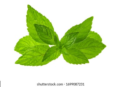 Branch Of Fresh Peppermint Isolated On White