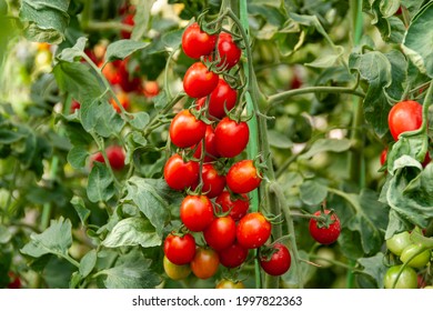 Branch of fresh red cherry tomatoes on tree in organic farm. - Powered by Shutterstock