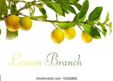 Branch With Fresh Ripe Lemon Fruits, Isolated On White