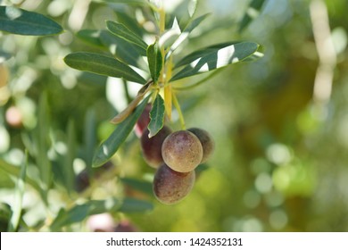 Olive Tree Garden Stock Photos Images Photography Shutterstock