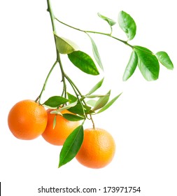  branch with fresh ripe orange fruits, isolated on white background 