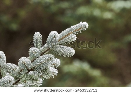 A branch from a frosty Conifer tree photographed on a plantation on Shetland