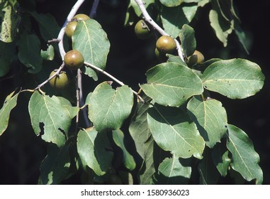 Branch With Fruit. Diospyros Melanoxylon. Tendu Tree/Indian Ebony. Family: Ebenaceae.