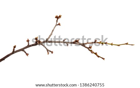 Similar – Buds sprout from the branch