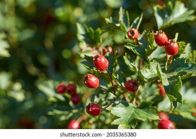 Branch With Fruits Of Chinese Hawthorn