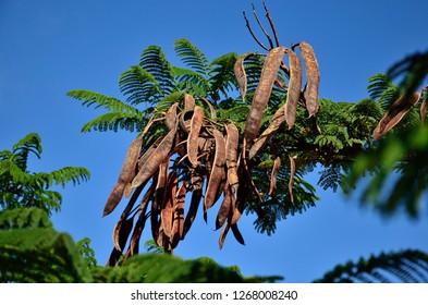 Flamboyan Imágenes, fotos y vectores de stock | Shutterstock