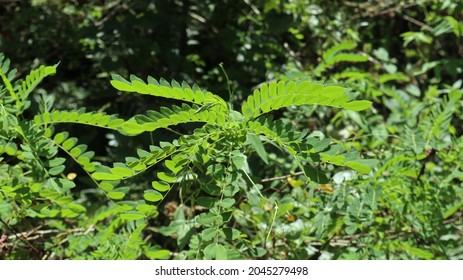 A Branch Full Of Leaflets Of Tanner  Acutes Cassia Plant(Cassia Auriculata) In Direct Sunlight