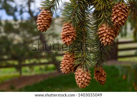 A branch full of pinecones hangs down on a ranch in Pendleton, Oregon.