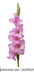 35,926 Gladiolus Images, Stock Photos & Vectors | Shutterstock