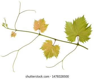 Herbarium Dry Branch Actinidia Isolated On Stock Photo 2036504072 ...