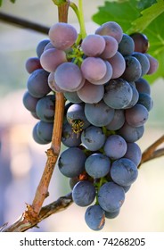Branch of grape vine  with bee on grape.