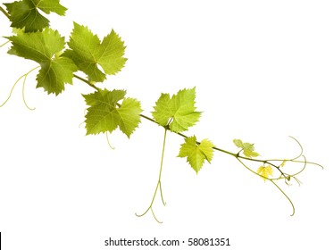 Branch Of Grape Vine On White Background