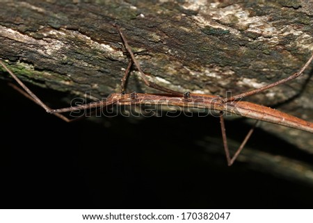 Branch grasshopper on the tree