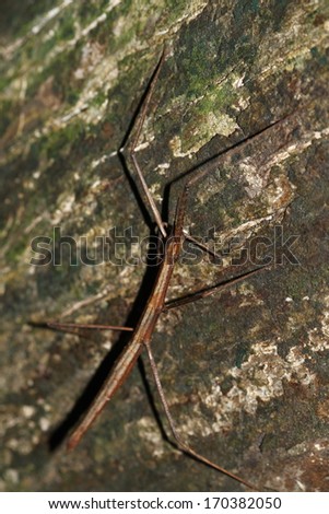 Branch grasshopper on the tree