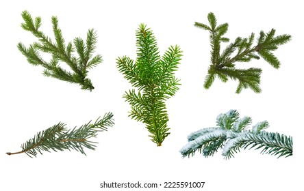 Branch of green Balsam Fir. on a white background