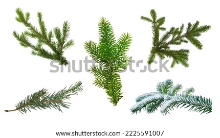 Branch of green Balsam Fir. on a white background