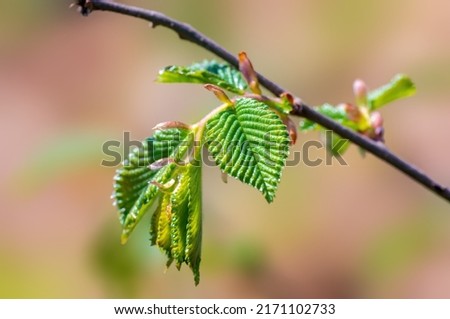 a branch with green beech leaves in the forest