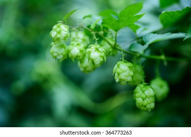 branch of green hop - Shutterstock ID 364773263