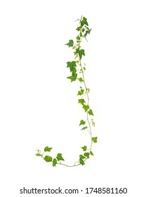 Branch of green ivy on a white background