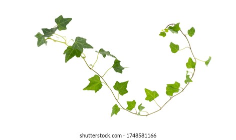 Branch Of Green Ivy On A White Background