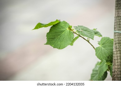 A Branch With Green Leaves On The Background Of A City Sidewalk