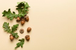 Branch With Green Oak Tree Leaves And Acorns On Colored Background, Close Up Top View.