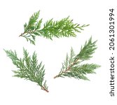 Branch of green thuja. on a white background