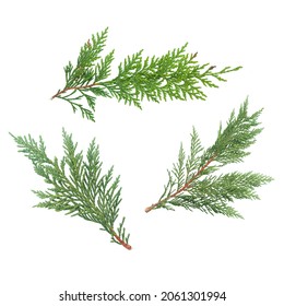 Branch of green thuja. on a white background - Shutterstock ID 2061301994