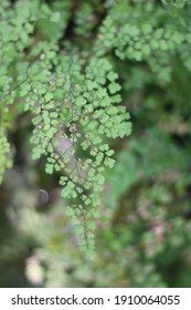 Branch Green Tripinnate Leaves On Green Stock Photo 1910064055 