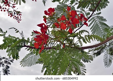 Branch Gulmohar Flower Delonix Regia Against Stock Photo 685304992 ...