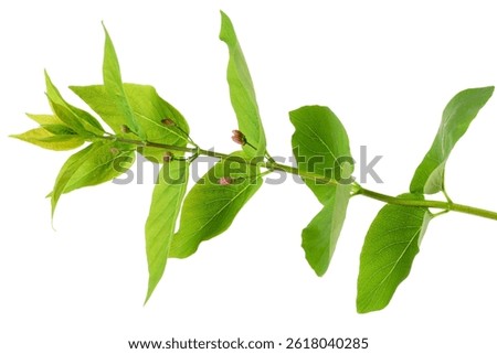 Branch of hackberry tree isolated on white