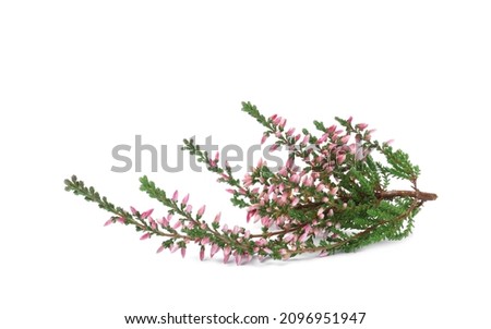 Branch of heather with beautiful flowers isolated on white