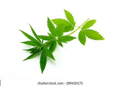 Branch Hemp Is Isolated On A White Background