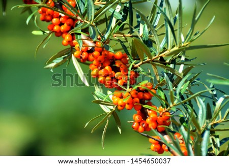 A branch with Hippophae rhamnoides fruit