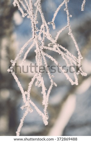 Foto Bild Eisblumenstrauß II Umwelt