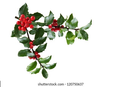 Branch Of Holly Leaves And Berry Isolated On White