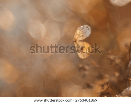 Branch of a hydrangea flower in spring sunshine shot with vintage analog lens, unsharp bubble bokeh.