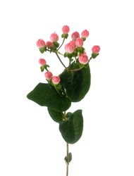 Branch Of Hypericum Plant Isolated