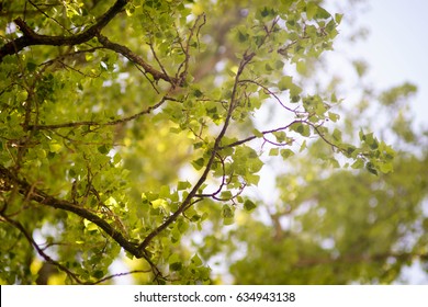 Branch, illuminated by the sun with a bright green foliage