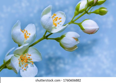 branch of jasmine flowers isolated on blue background. nature