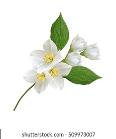 branch of jasmine flowers isolated on white background - Shutterstock ID 509973007