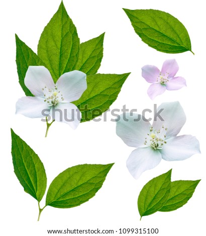 Similar – Image, Stock Photo leaf of a jasmine Nature