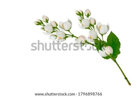 Similar – Image, Stock Photo leaf of a jasmine Nature