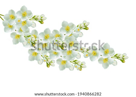 Similar – Image, Stock Photo leaf of a jasmine Nature