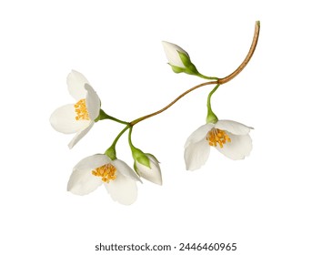 Branch with jasmine flowers (Philadelphus coronarius) isolated on white background.  Element for creating designs, cards, patterns, floral arrangements, frames, wedding cards and invitations. - Powered by Shutterstock