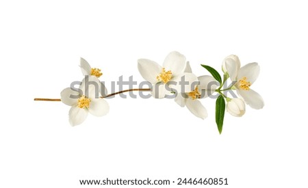 Branch with jasmine flowers (Philadelphus coronarius) isolated on white background.  Element for creating designs, cards, patterns, floral arrangements, frames, wedding cards and invitations.