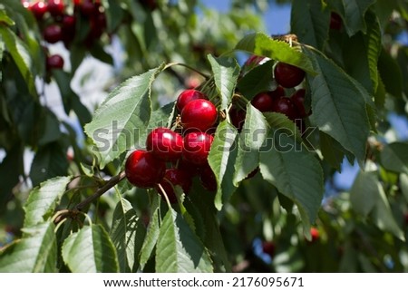 branch of juicy cherry in the garden on a tree on a sunny day