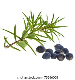 Branch of juniper with berries isolated on white