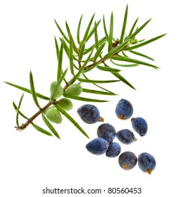 Branch Of Juniper With Berries Isolated On White